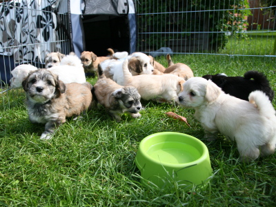 Bichon Havanais hvalpe hos Kennel Miki Nanoq